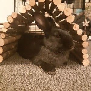 Meet your Posher, Jackson